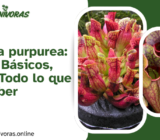 Sarracenia purpurea: Cuidados Básicos, Cultivo y Todo lo que Debes Saber