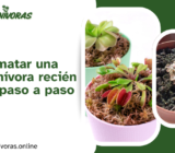 Cómo aclimatar una planta carnívora recién comprada paso a paso