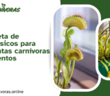 Guía completa para cultivar plantas carnívoras en apartamentos pequeños