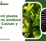 ¿Por qué mi planta carnívora no produce trampas? Causas y soluciones