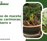 El mejor tipo de maceta para plantas carnívoras: ¿Plástico, barro o cerámica?