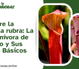 Todo sobre la Sarracenia rubra: La Jarra Carnívora de Color Rojo y Sus Cuidados Básicos