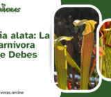 Sarracenia alata: La Planta Carnívora Alada que Debes Conocer (Cuidados Básicos Completos)