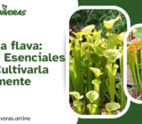 Sarracenia flava: Cuidados Esenciales y Cómo Cultivarla Correctamente