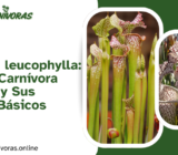 Sarracenia leucophylla: La Planta Carnívora Más Bella y Sus Cuidados Básicos