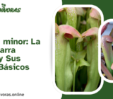 Sarracenia minor: La Pequeña Jarra Carnívora y Sus Cuidados Básicos