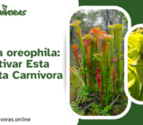 Sarracenia oreophila: Cómo Cultivar Esta Rara Planta Carnívora en Casa