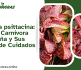 Sarracenia psittacina: La Planta Carnívora Más Extraña y Sus Secretos de Cuidados Básicos