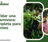 Cómo Cuidar una Planta Carnívora: Guía Completa para Principiantes