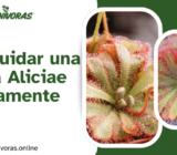 Cómo cuidar una Drosera Aliciae correctamente