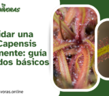 Cómo cuidar una Drosera Capensis correctamente: guía de cuidados básicos