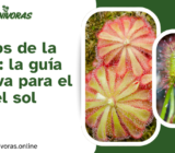 Cuidados de la Drosera: la guía definitiva para el rocío del sol