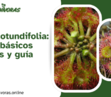 Drosera Rotundifolia: cuidados básicos esenciales y guía completa