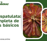 Drosera spatulata: guía completa de cuidados básicos