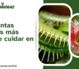 Las 5 plantas carnívoras más fáciles de cuidar en casa