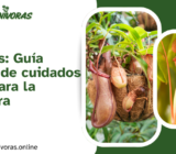 Nepenthes: Guía completa de cuidados básicos para la planta jarra