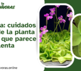 Pinguicula: cuidados básicos de la planta carnívora que parece una suculenta