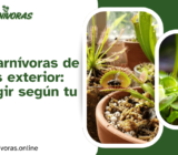 Plantas carnívoras de interior vs exterior: ¿cuál elegir según tu clima?