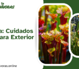 Sarracenia: Cuidados Básicos para Exterior y Jardín