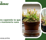 Tu primera Drosera capensis: lo que debes saber para mantenerla sana