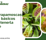 Venus Atrapamoscas: cuidados básicos para mantenerla saludable