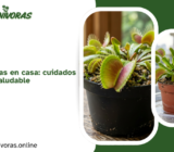 Venus atrapamoscas en casa: cuidados para mantenerla saludable