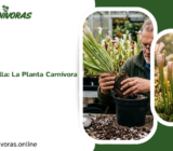 Sarracenia leucophylla: La Planta Carnívora Más Bella