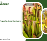 Sarracenia minor: La Pequeña Jarra Carnívora
