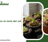 Drosera: guía para el rocío del sol