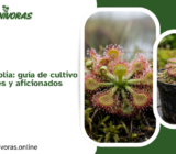 Drosera rotundifolia: guía de cultivo para principiantes y aficionados