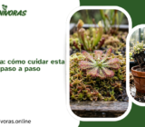 Drosera spatulata: cómo cuidar esta planta carnívora paso a paso