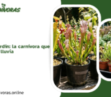 Sarracenia en el jardín: la carnívora que aguanta sol, frío y lluvia