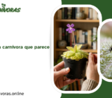 Pinguicula: la planta carnívora que parece una suculenta