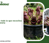 Sarracenia purpurea: todo lo que necesitas saber antes de comprarla