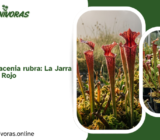 Todo sobre la Sarracenia rubra: La Jarra Carnívora de Color Rojo