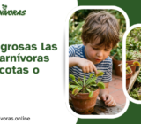 ¿Son peligrosas las plantas carnívoras para mascotas o niños? Todo lo que necesitas saber antes de tenerlas en casa