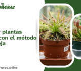 Cómo regar plantas carnívoras con el método de la bandeja