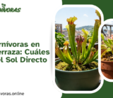 Plantas Carnívoras en Balcón o Terraza: Cuáles Aguantan el Sol Directo
