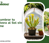 Cómo Acostumbrar tu Planta Carnívora al Sol sin que se Queme