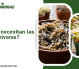 ¿Qué tierra necesitan las plantas carnívoras?
