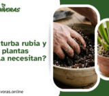 ¿Qué es la turba rubia y por qué las plantas carnívoras la necesitan?