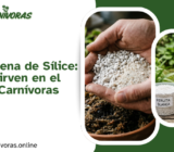 Perlita y Arena de Sílice: Para Qué Sirven en el Cultivo de Carnívoras