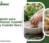 Musgo Sphagnum para Plantas Carnívoras: Cuándo Usarlo Vivo y Cuándo Seco