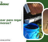 ¿Qué agua usar para regar plantas carnívoras?