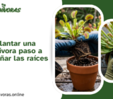 Cómo trasplantar una planta carnívora paso a paso sin dañar las raíces