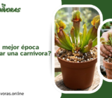 ¿Cuándo es la mejor época para trasplantar una carnívora?