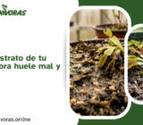 Por qué el sustrato de tu planta carnívora huele mal y qué hacer