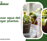 ¿Se puede usar agua del grifo para regar plantas carnívoras? Riesgos, mitos y realidades