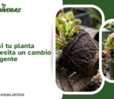 Cómo saber si tu planta carnívora necesita un cambio de maceta urgente