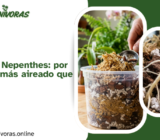 Sustrato para Nepenthes: por qué debe ser más aireado que el resto